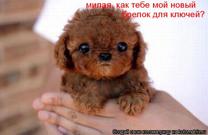Котоматрица: милая, как тебе мой новый брелок для ключей?