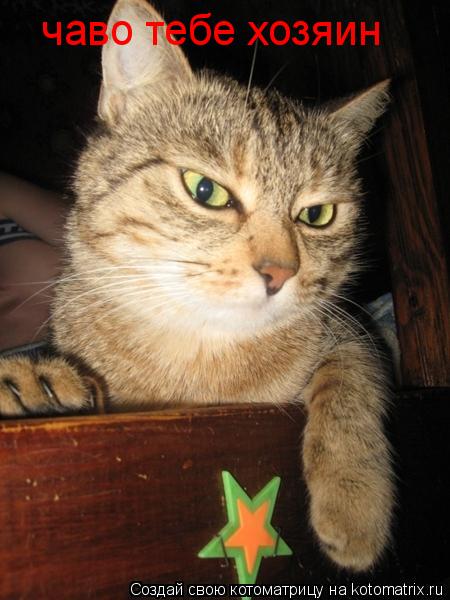 Котоматрица: чаво тебе хозяин