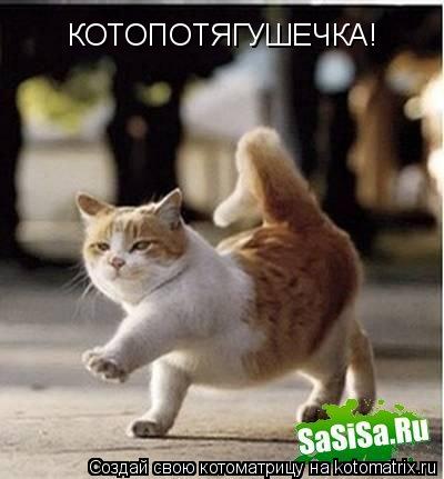 Котоматрица: КОТОПОТЯГУШЕЧКА!