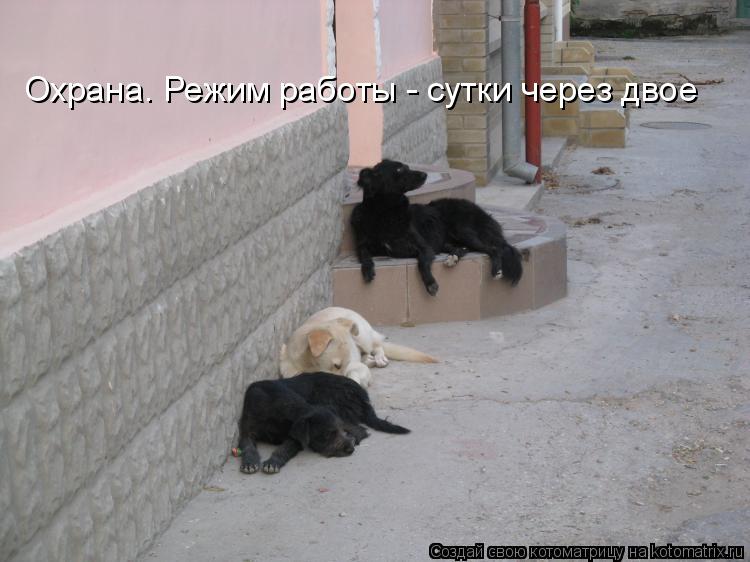 Котоматрица: Охрана. Режим работы - сутки через двое