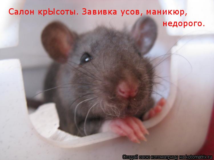 Котоматрица: Салон крЫсоты. Завивка усов, маникюр,  недорого.