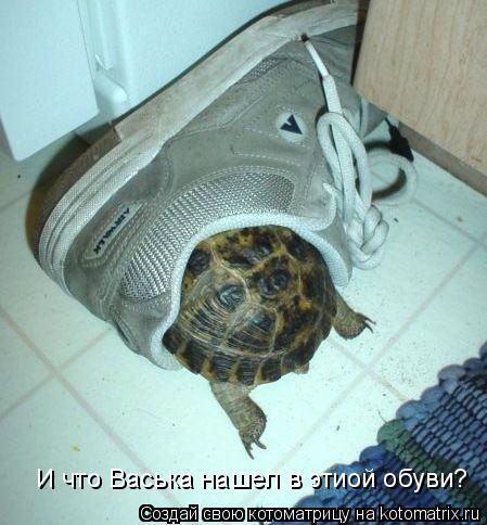 Котоматрица: И что Васька нашел в этиой обуви?