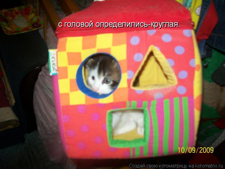 Котоматрица: с головой определились-круглая.