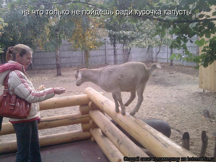 Котоматрица: на что только не пойдёшь ради кусочка капусты.