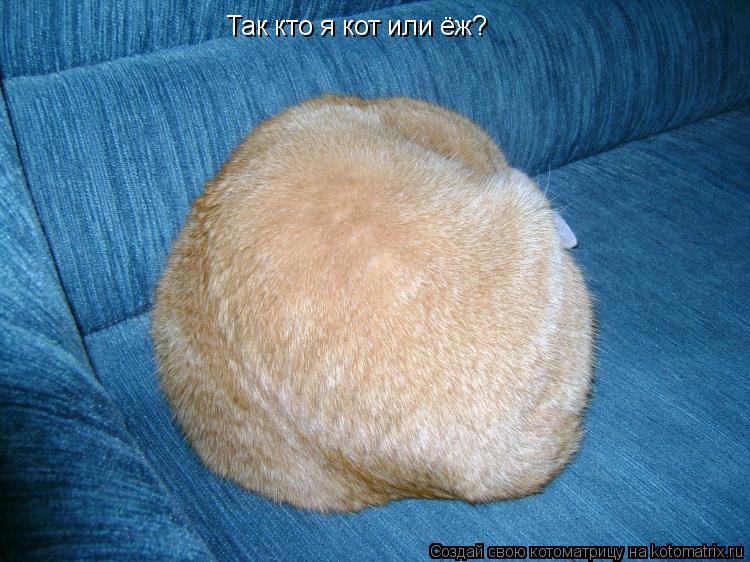 Котоматрица: Так кто я кот или ёж?
