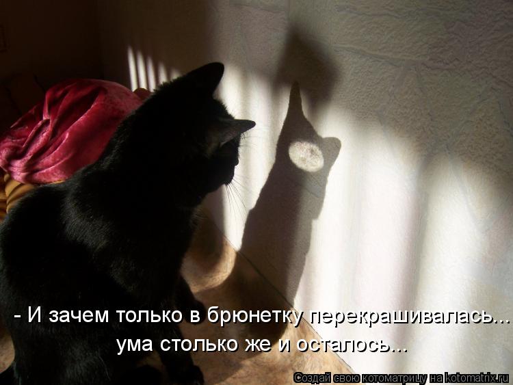 Котоматрица: - И зачем только в брюнетку перекрашивалась... ума столько же и осталось...