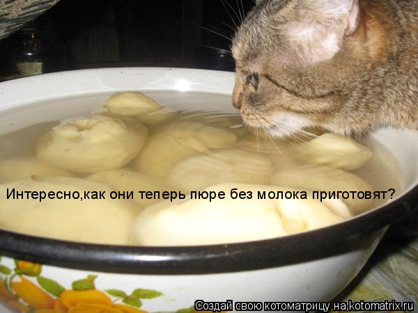 Котоматрица: Интересно,как они теперь пюре без молока приготовят?