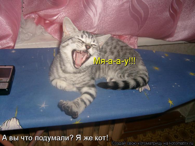 Котоматрица: Мя-а-а-у!!!  А вы что подумали? Я же кот!