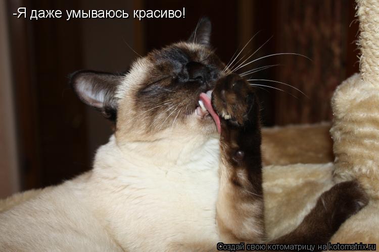 Котоматрица: -Я даже умываюсь красиво!