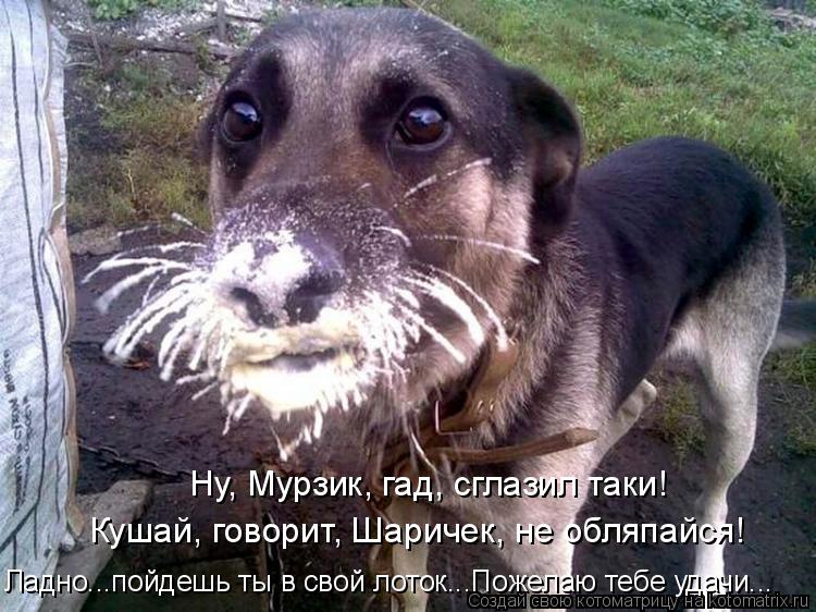 Котоматрица: Ну, Мурзик, гад, сглазил таки! Ладно...пойдешь ты в свой лоток...Пожелаю тебе удачи... Кушай, говорит, Шаричек, не обляпайся!