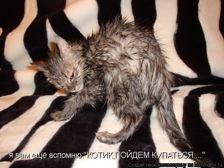 Котоматрица: я вам ещё вспомню:"КОТИК,ПОЙДЕМ КУПАТЬСЯ...." я вам ещё вспомню:"КОТИК,ПОЙДЕМ КУПАТЬСЯ...."