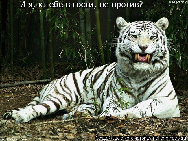 Котоматрица: И я, к тебе в гости, не против?