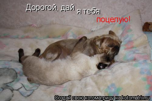 Котоматрица: Дорогой, дай я тебя поцелую!