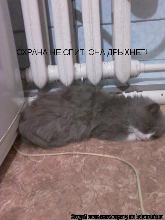 Котоматрица: ОХРАНА НЕ СПИТ, ОНА ДРЫХНЕТ!