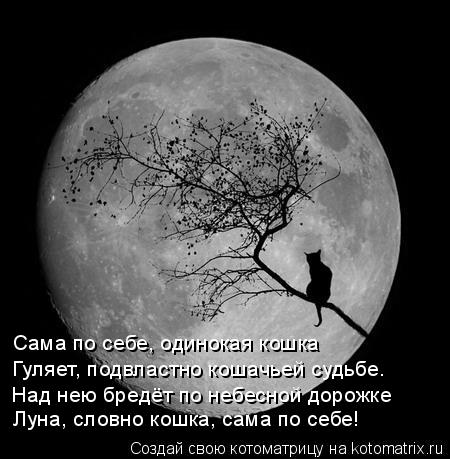 Сама по себе, одинокая кошка Гуляет, подвластно кошачьей судьбе. Над нею бредёт по небесной дорожке Л... Котоматрица: Сама по себе, одинокая кошка Гуляет, подвластно кошачьей судьбе. Над нею бредёт по небесной дорожке Луна, словно кошка, сама по себе!