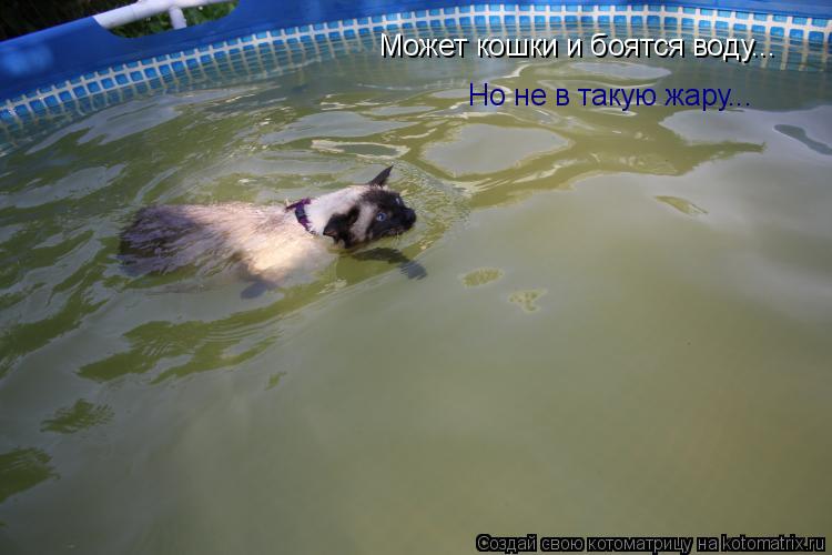 Котоматрица: Может кошки и боятся воду... Но не в такую жару...