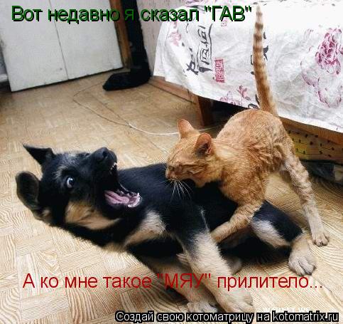 Котоматрица: Вот недавно я сказал "ГАВ" А ко мне такое "МЯУ" прилитело...