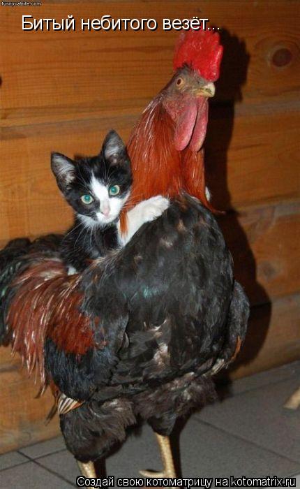 Котоматрица: Битый небитого везёт...