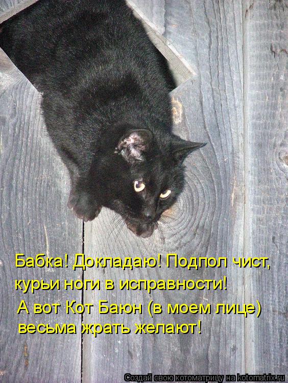Котоматрица: Бабка! Докладаю! Подпол чист, курьи ноги в исправности! А вот Кот Баюн (в моем лице) весьма жрать желают!