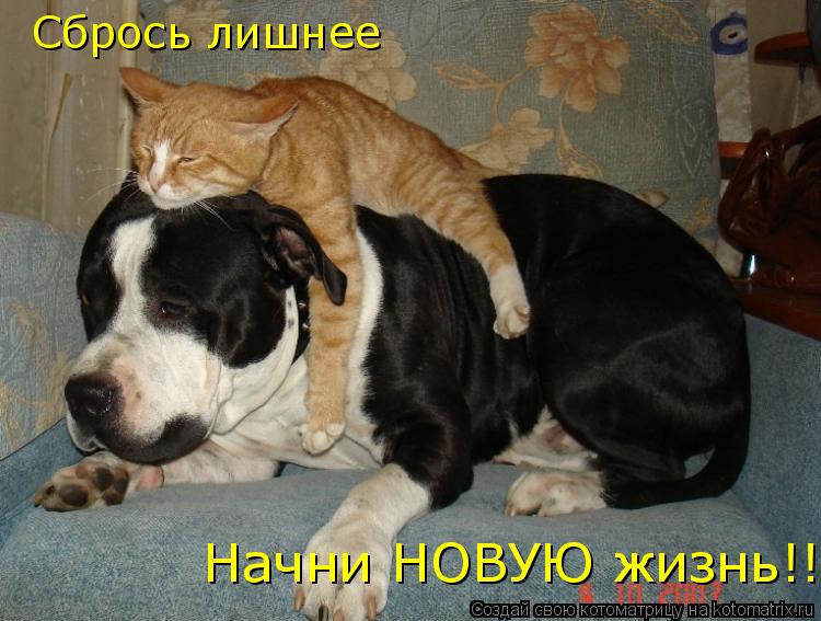 Котоматрица: Сбрось лишнее  Начни НОВУЮ жизнь!!!