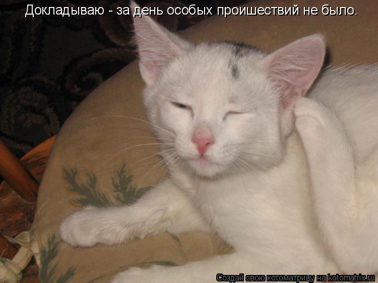 Котоматрица: Докладываю - за день особых проишествий не было.
