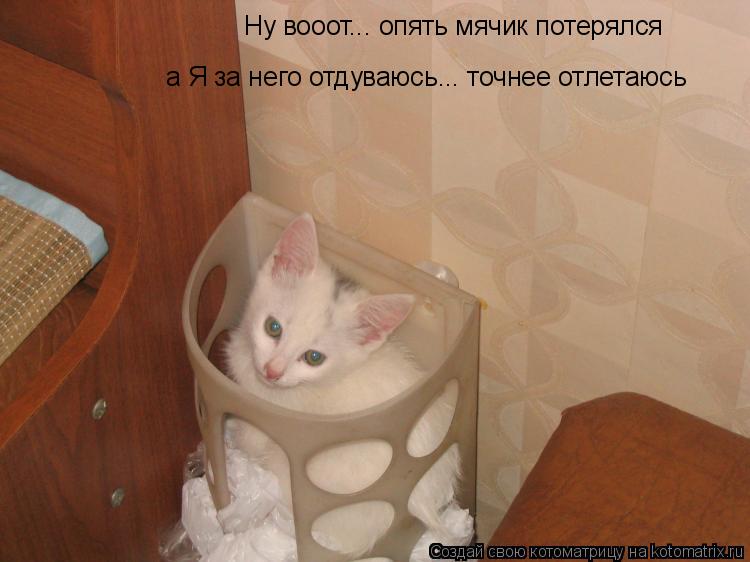 Котоматрица: а Я за него отдуваюсь... точнее отлетаюсь Ну вооот... опять мячик потерялся