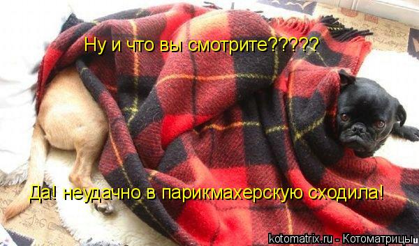 Котоматрица: Ну и что вы смотрите????? Да! неудачно в парикмахерскую сходила!