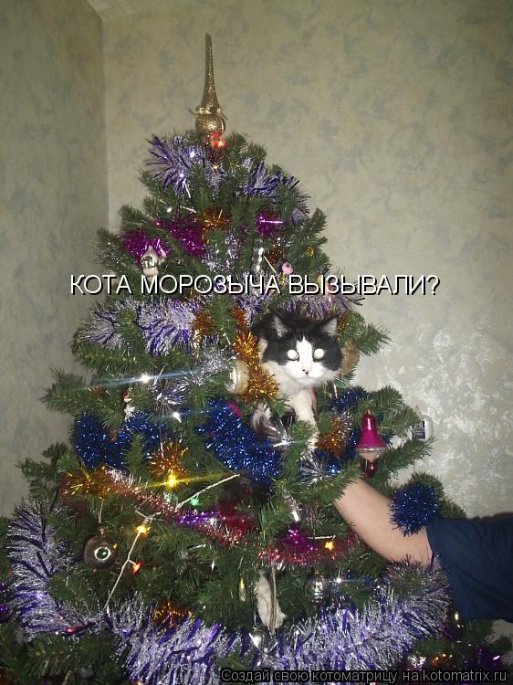Котоматрица: КОТА МОРОЗЫЧА ВЫЗЫВАЛИ?
