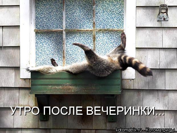 Котоматрица: УТРО ПОСЛЕ ВЕЧЕРИНКИ...