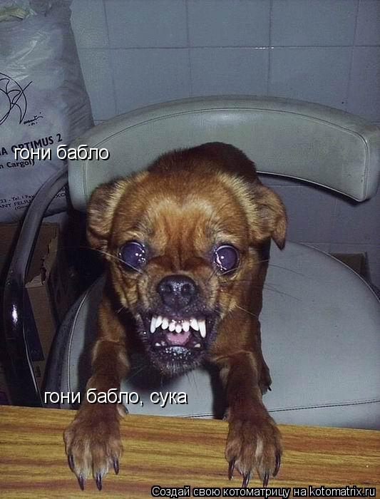 Котоматрица: гони бабло гони бабло, сука