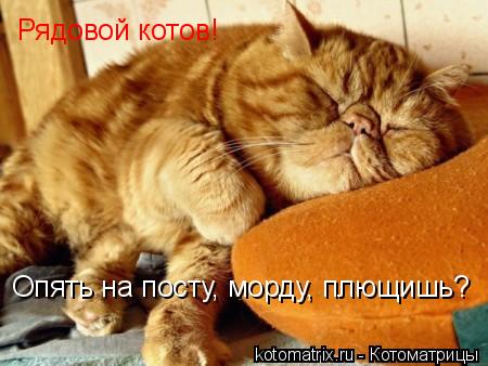 Котоматрица: Опять на посту, морду, плющишь?  Рядовой котов!