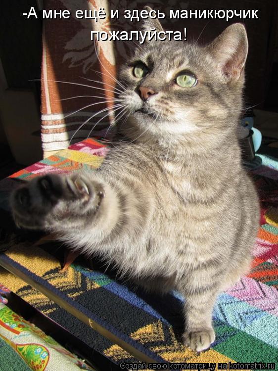 Котоматрица: -А мне ещё и здесь маникюрчик пожалуйста!