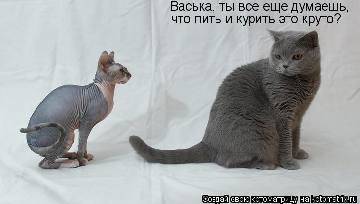 Котоматрица: Васька, ты все еще думаешь, что пить и курить это круто?