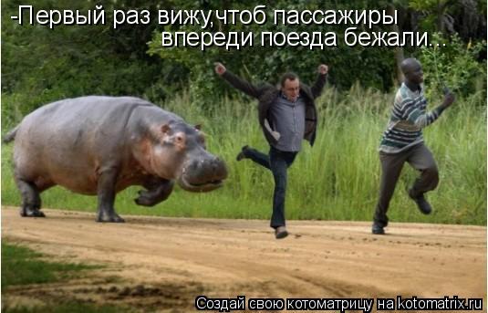 Котоматрица: -Первый раз вижу,чтоб пассажиры впереди поезда бежали...