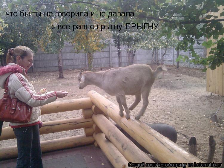 Котоматрица: что бы ты не говорила и не давала я все равно прыгну..ПРЫГНУ...