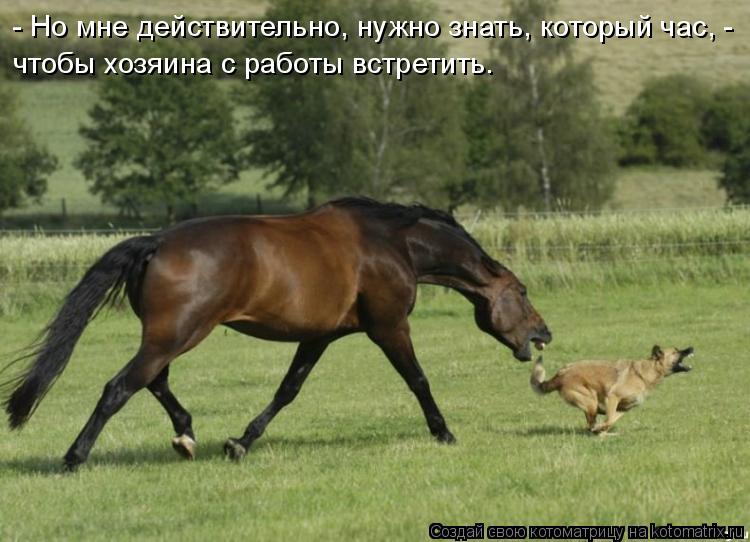 чтобы хозяина с работы встретить. - Но мне действительно, нужно знать, который час, -... Котоматрица: чтобы хозяина с работы встретить. - Но мне действительно, нужно знать, который час, -