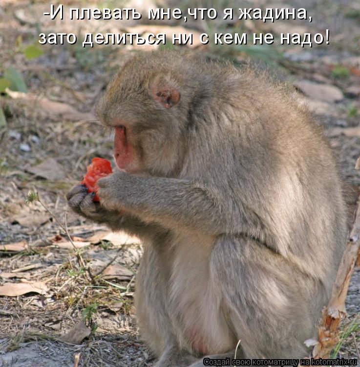 Котоматрица: -И плевать мне,что я жадина, зато делиться ни с кем не надо!