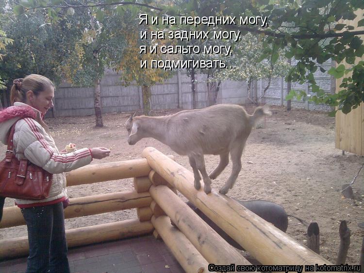 Котоматрица: Я и на передних могу, и на задних могу, я и сальто могу, и подмигивать...