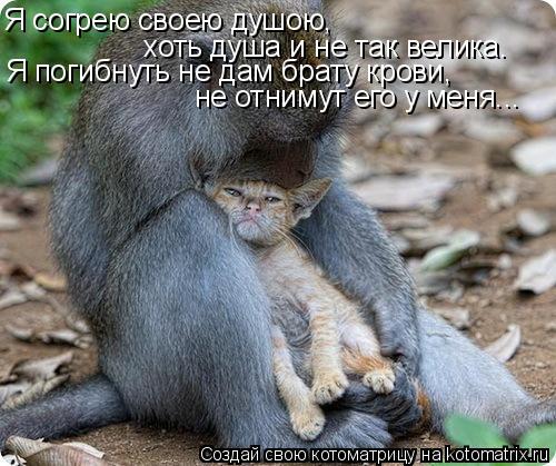 Котоматрица: Я согрею своею душою, хоть душа и не так велика. Я погибнуть не дам брату крови, не отнимут его у меня...