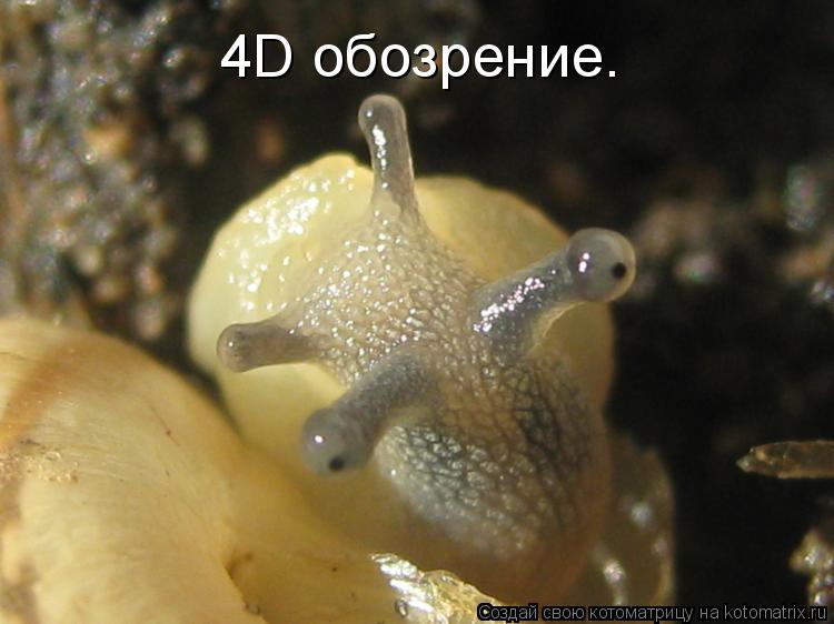 Котоматрица: 4D обозрение.