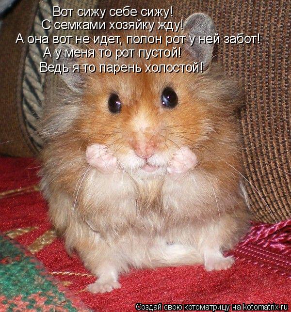 Котоматрица: Вот сижу себе сижу! С семками хозяйку жду! А она вот не идет, полон рот у ней забот! А у меня то рот пустой!  Ведь я то парень холостой!