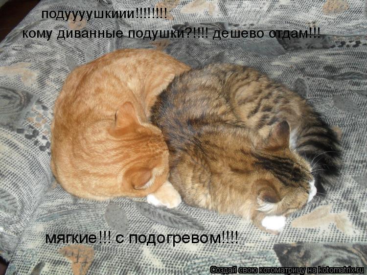 Котоматрица: подуууушкиии!!!!!!!! мягкие!!! с подогревом!!!! кому диванные подушки?!!!! дешево отдам!!!