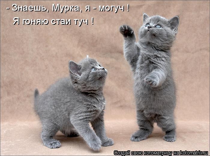 - Знаешь, Мурка, я - могуч ! Я гоняю стаи туч ! Я гоняю стаи туч !... Котоматрица: - Знаешь, Мурка, я - могуч ! Я гоняю стаи туч ! Я гоняю стаи туч !