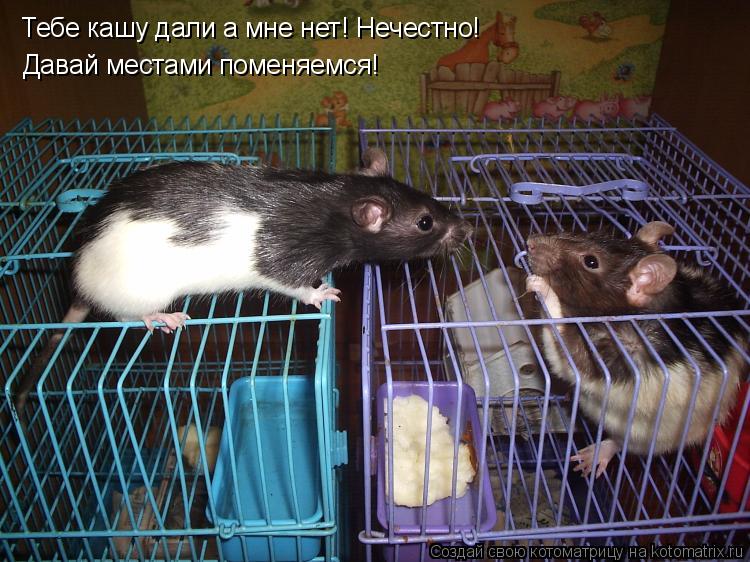 Котоматрица: Тебе кашу дали а мне нет! Нечестно!  Давай местами поменяемся!