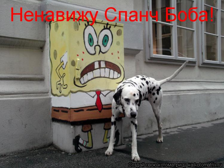 Котоматрица: Ненавижу Спанч Боба!