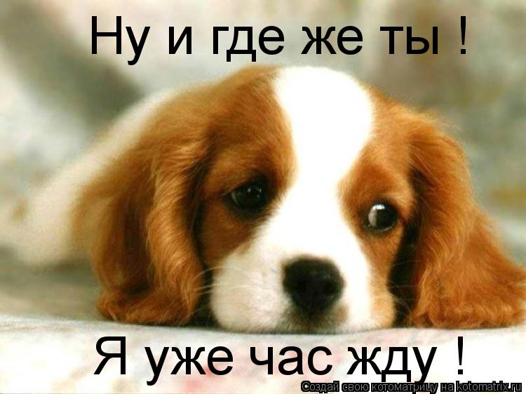 Котоматрица: Ну и где же ты ! Я уже час жду !