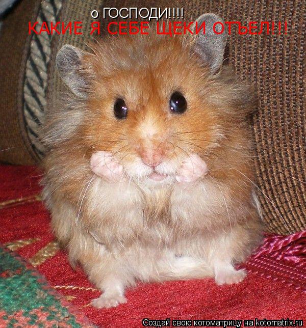 Котоматрица: о ГОСПОДИ!!!! КАКИЕ Я СЕБЕ ЩЕКИ ОТЪЕЛ!!!