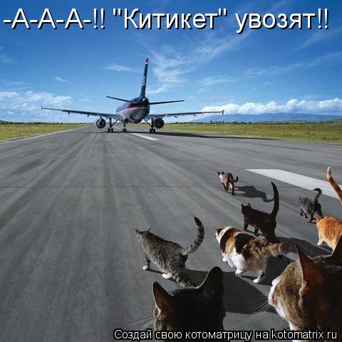 Котоматрица: -А-А-А-!! "Китикет" увозят!!