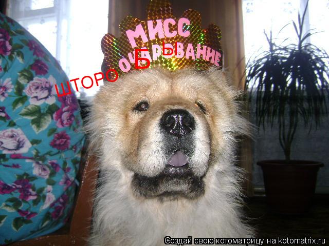 Котоматрица: ШТОРО Б Ы