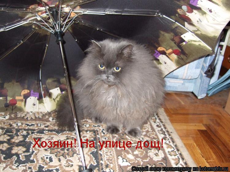 Котоматрица: Хозяин! На улице дощ!
